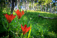 Wood lilies in the aspen forest