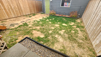 Turf BEFORE AFTER