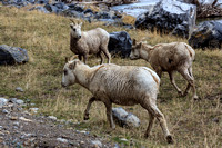 A few young bighorn sheep along the river
