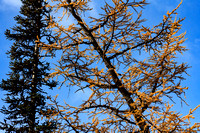 LARCH and SUN