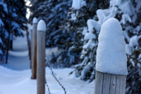 Fence posts on the border trail