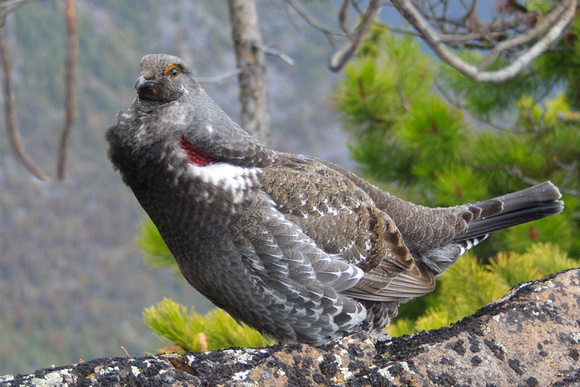 Blue Grouse, partial mating show
