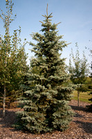 Picea - Spruce
