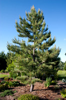 Pinus - Pine