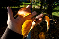 Pear fall color