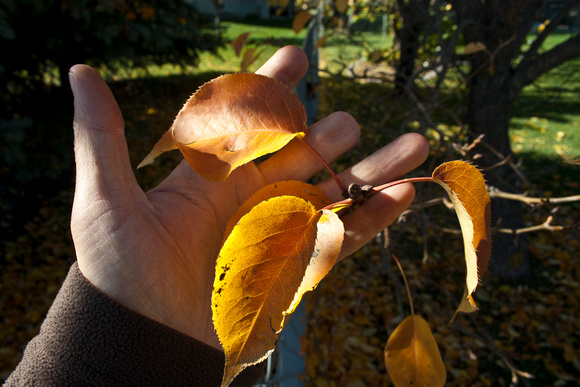 Pear fall color