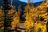 Larch forest on the way to the lake.