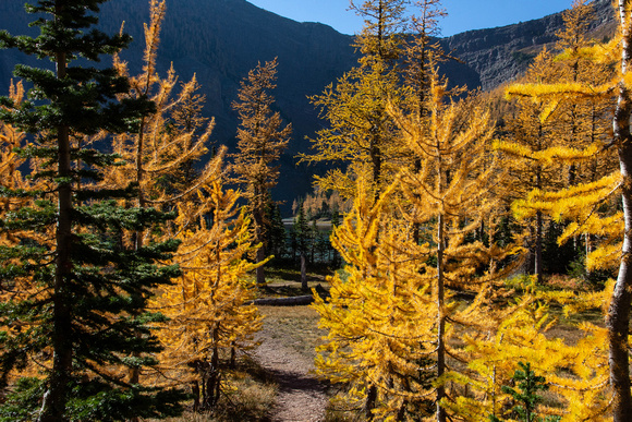 Larch forest on the way to the lake.