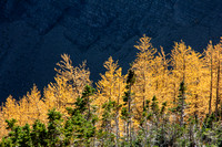 Today was about the larch
