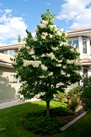 Syringa - Japanese Tree Lilac