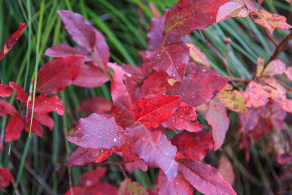 Huckleberry fall color