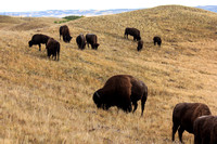 We begin the day with a stop at the Bison paddock