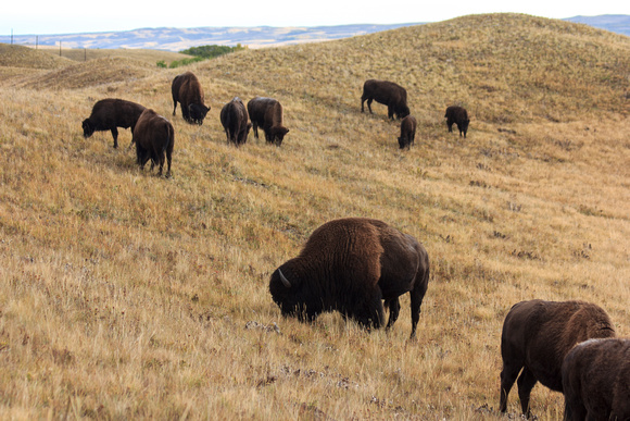 We begin the day with a stop at the Bison paddock