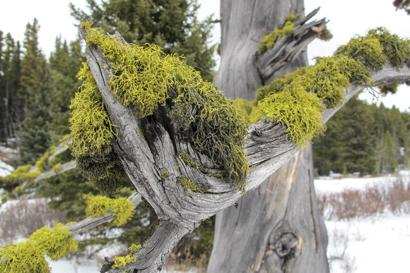 Funky lichen/moss