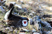Male Blue Grouse on the make