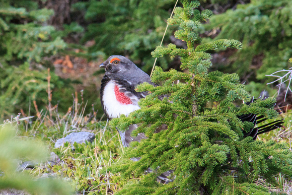 Male Blue Grouse, not appreciating my presence much