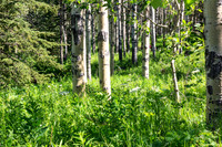 More aspen forest with cowparsnips.  Loamy trail, probably the easiest traveling of the day