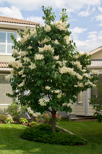 Zenfolio | Clayton Ditzler | Syringa - Japanese Tree Lilac