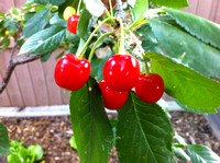 Evans Cherry fruit