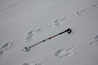 Wolverine tracks coming and going from the shack