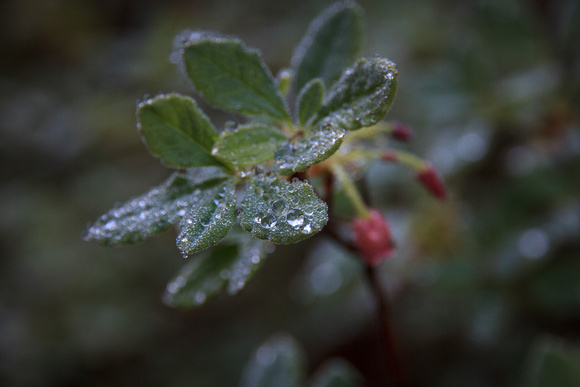 Dew and lots of bokeh