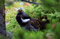 Blue grouse male