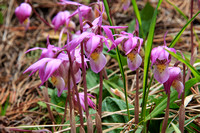 Calypso orchids