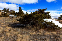 Prostrate pine along the ridge