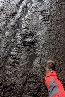 Bear tracks in the mud