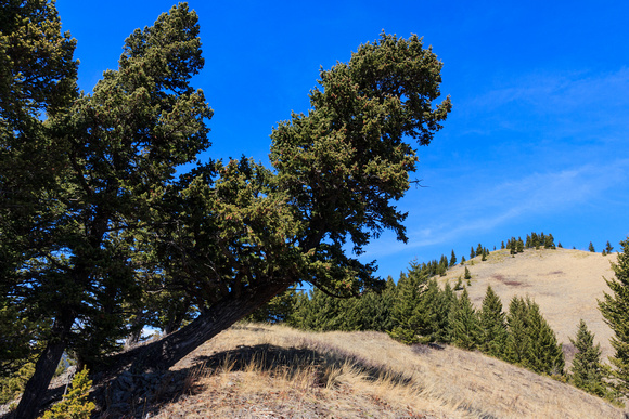 Ancient firs bent by the wind