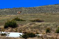 A cow elk eyes us warily before bolting