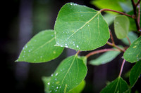 Rain on aspen leaves