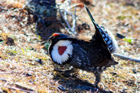 One of several Dusky Grouse (a variant of Blue Grouse) we saw on the day