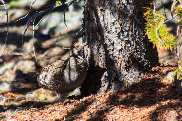 Female grouse I think, feet aren't fuzzy enough for Ptarmigan ???