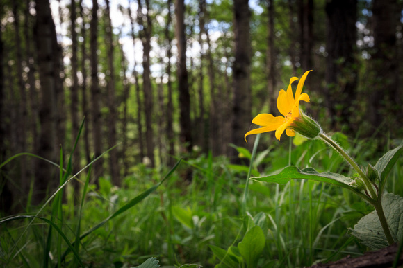 First Arnica flower of the year