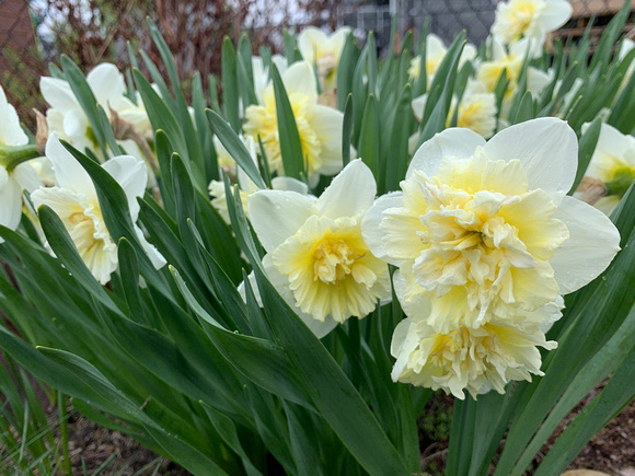 Daffodils in my garden