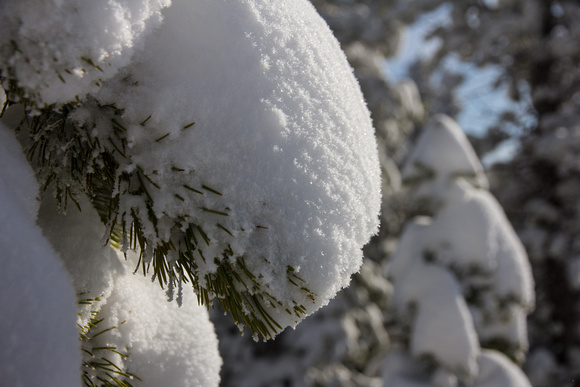 Pines loaded with snow would occasionally let go.  Several times right down my neck.