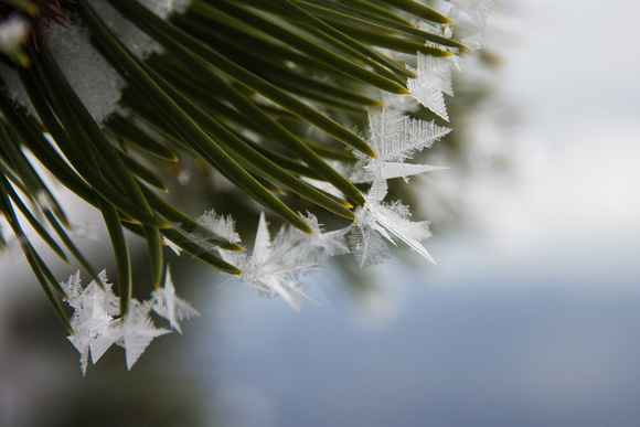 Frost crystals on a pine bough