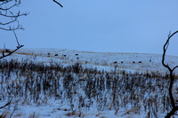 Group of mule deer that eventually spooked at our presence.