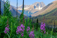 Fireweed - an excuse for stopping