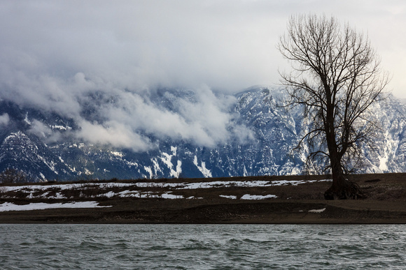 A cottonwood tree backdropped by snowy peaks