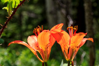 Western wood lily