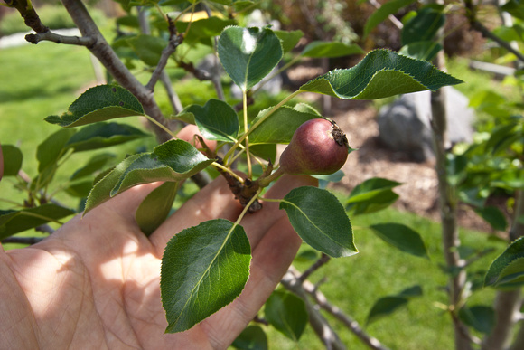 Fruit forming, typical glossy leave characteristic.