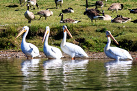 Pelicans.  I like to think this a group of young males with attitude ;>)