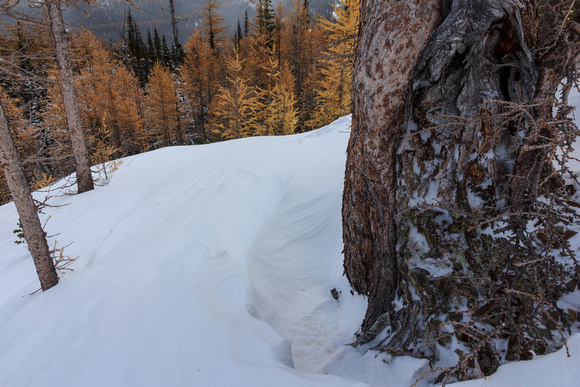Snow swirled back from the base of a larch
