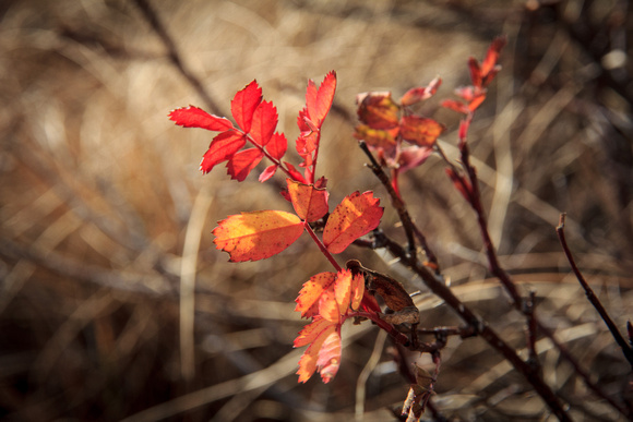 Last little remnant of fall color