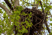 2019-05-26 Tongue Creek Owls