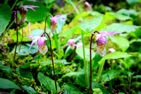 Calypso orchids.  Right at the end of their season, I was pleased to spot a few.