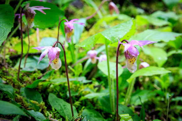 Calypso orchids.  Right at the end of their season, I was pleased to spot a few.