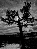 Pinus silhouetteous